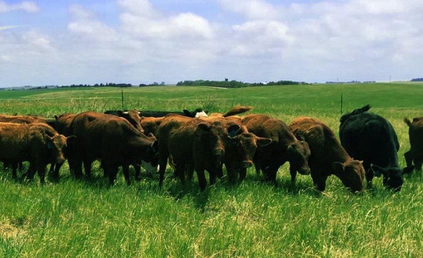 Devon Cattle - Tucson Beef